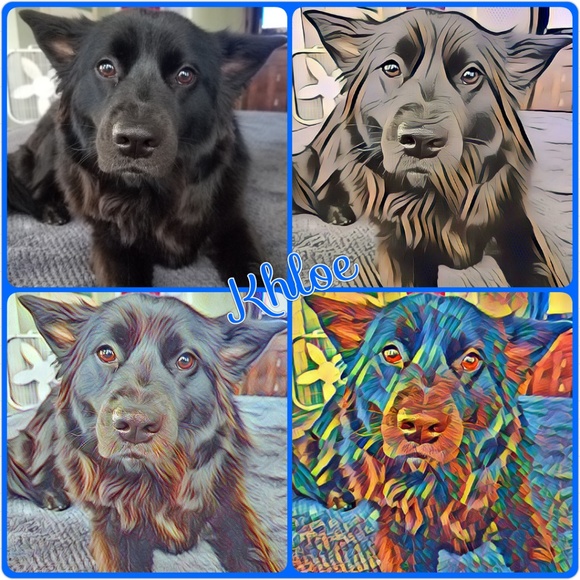 Posh Ambassador - Picture 4 of 5